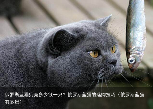 俄罗斯蓝猫究竟多少钱一只？俄罗斯蓝猫的选购技巧（俄罗斯蓝猫有多贵）