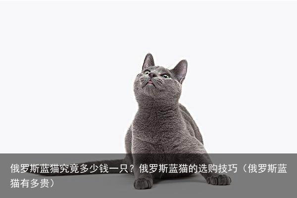 俄罗斯蓝猫究竟多少钱一只？俄罗斯蓝猫的选购技巧（俄罗斯蓝猫有多贵）