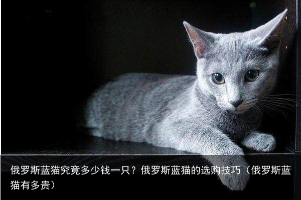 俄罗斯蓝猫究竟多少钱一只？俄罗斯蓝猫的选购技巧（俄罗斯蓝猫有多贵）