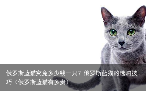 俄罗斯蓝猫究竟多少钱一只？俄罗斯蓝猫的选购技巧（俄罗斯蓝猫有多贵）