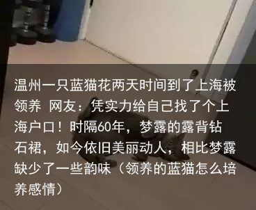 温州一只蓝猫花两天时间到了上海被领养 网友：凭实力给自己找了个上海户口！（领养的蓝猫怎么培养感情）