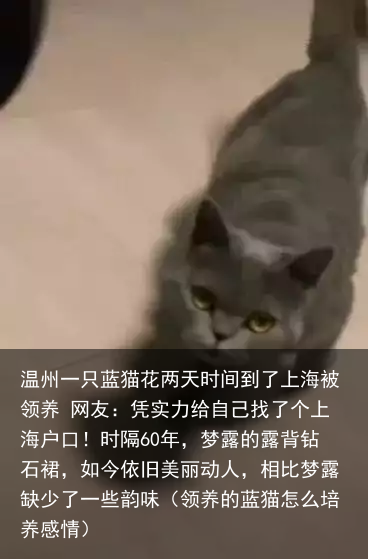 温州一只蓝猫花两天时间到了上海被领养 网友：凭实力给自己找了个上海户口！（领养的蓝猫怎么培养感情）