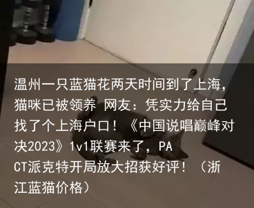 温州一只蓝猫花两天时间到了上海，猫咪已被领养 网友：凭实力给自己找了个上海户口！（浙江蓝猫价格）