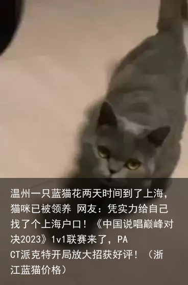 温州一只蓝猫花两天时间到了上海，猫咪已被领养 网友：凭实力给自己找了个上海户口！（浙江蓝猫价格）