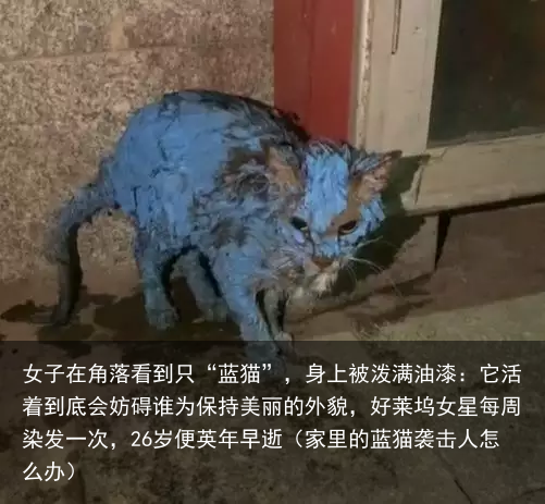 女子在角落看到只“蓝猫”，身上被泼满油漆：它活着到底会妨碍谁（家里的蓝猫袭击人怎么办）