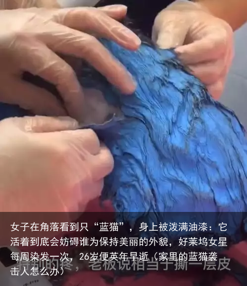 女子在角落看到只“蓝猫”，身上被泼满油漆：它活着到底会妨碍谁（家里的蓝猫袭击人怎么办）