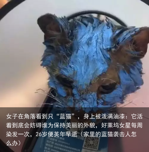 女子在角落看到只“蓝猫”，身上被泼满油漆：它活着到底会妨碍谁（家里的蓝猫袭击人怎么办）