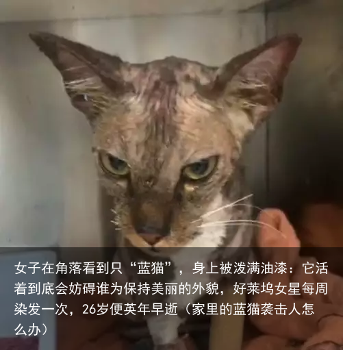 女子在角落看到只“蓝猫”，身上被泼满油漆：它活着到底会妨碍谁（家里的蓝猫袭击人怎么办）