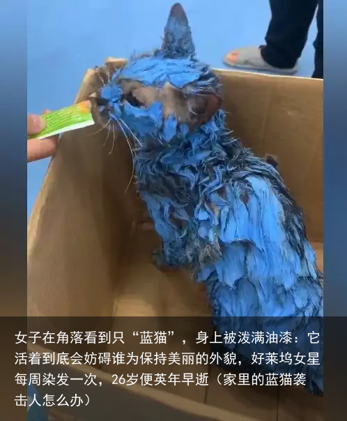 女子在角落看到只“蓝猫”，身上被泼满油漆：它活着到底会妨碍谁（家里的蓝猫袭击人怎么办）