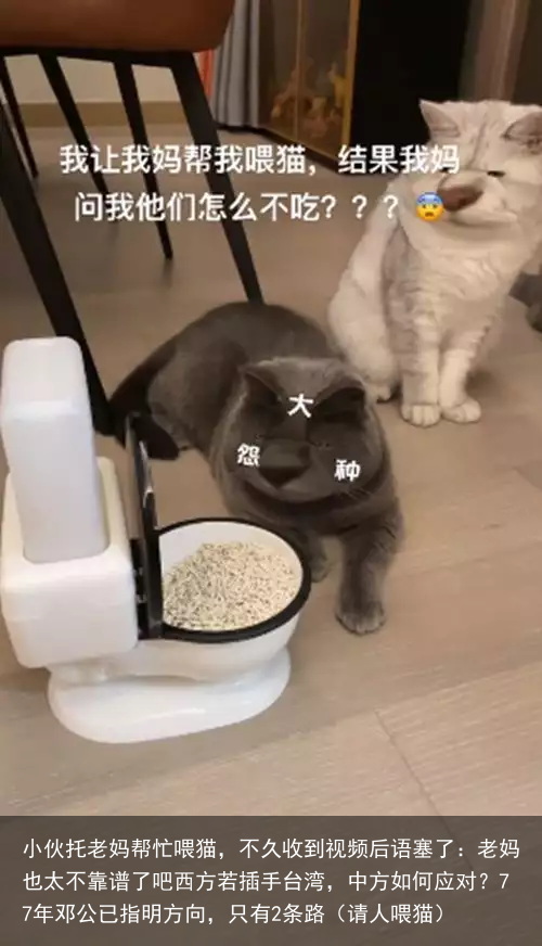 小伙托老妈帮忙喂猫，不久收到视频后语塞了：老妈也太不靠谱了吧（请人喂猫）