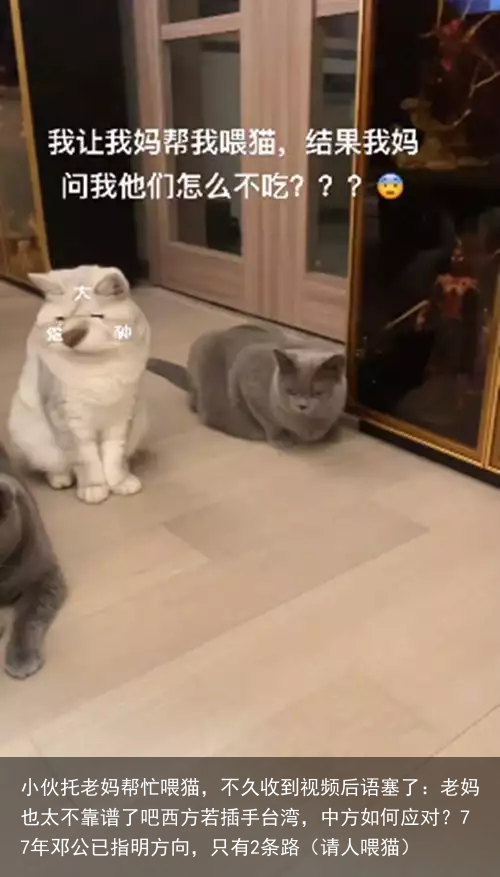 小伙托老妈帮忙喂猫，不久收到视频后语塞了：老妈也太不靠谱了吧（请人喂猫）