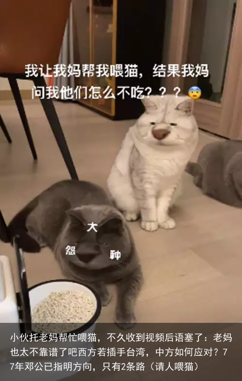 小伙托老妈帮忙喂猫，不久收到视频后语塞了：老妈也太不靠谱了吧（请人喂猫）