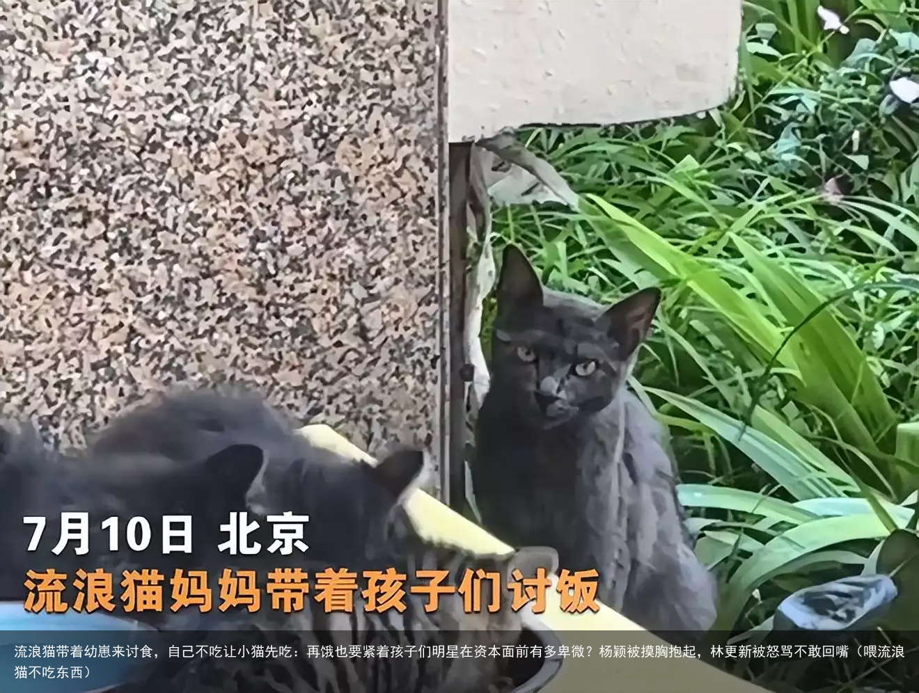 流浪猫带着幼崽来讨食，自己不吃让小猫先吃：再饿也要紧着孩子们（喂流浪猫不吃东西）