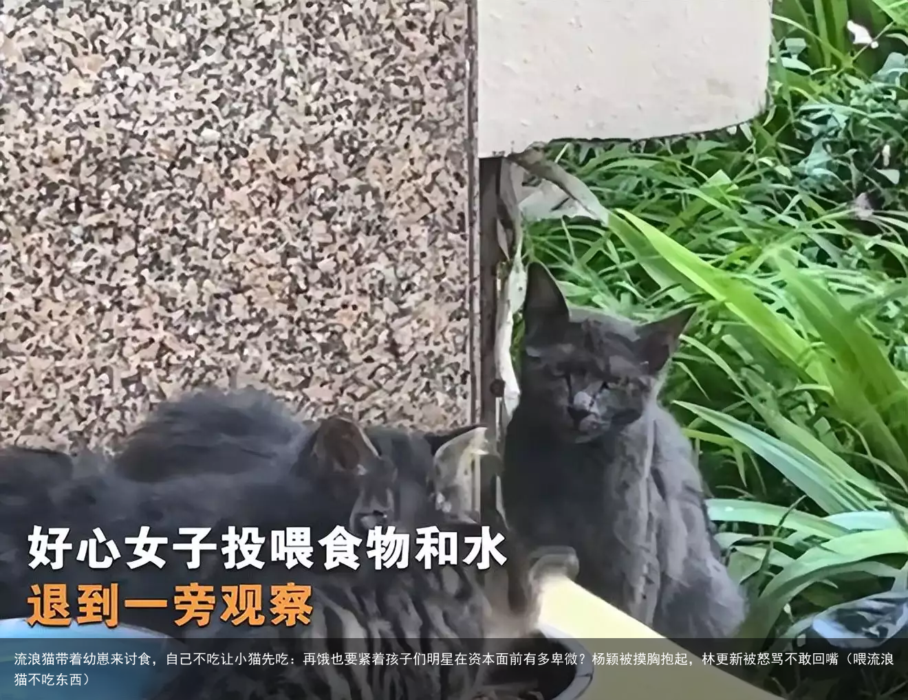 流浪猫带着幼崽来讨食，自己不吃让小猫先吃：再饿也要紧着孩子们（喂流浪猫不吃东西）