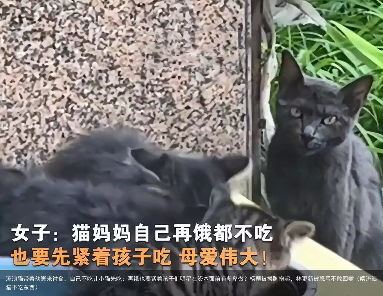 流浪猫带着幼崽来讨食，自己不吃让小猫先吃：再饿也要紧着孩子们（喂流浪猫不吃东西）