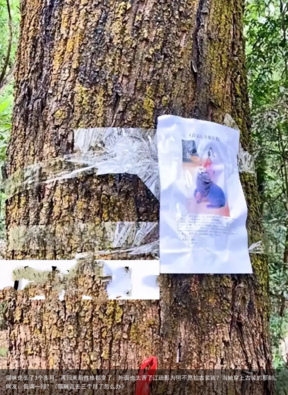 猫咪走丢了3个多月，再回来后性格都变了：外面也太苦了（猫咪走丢三个月了怎么办）