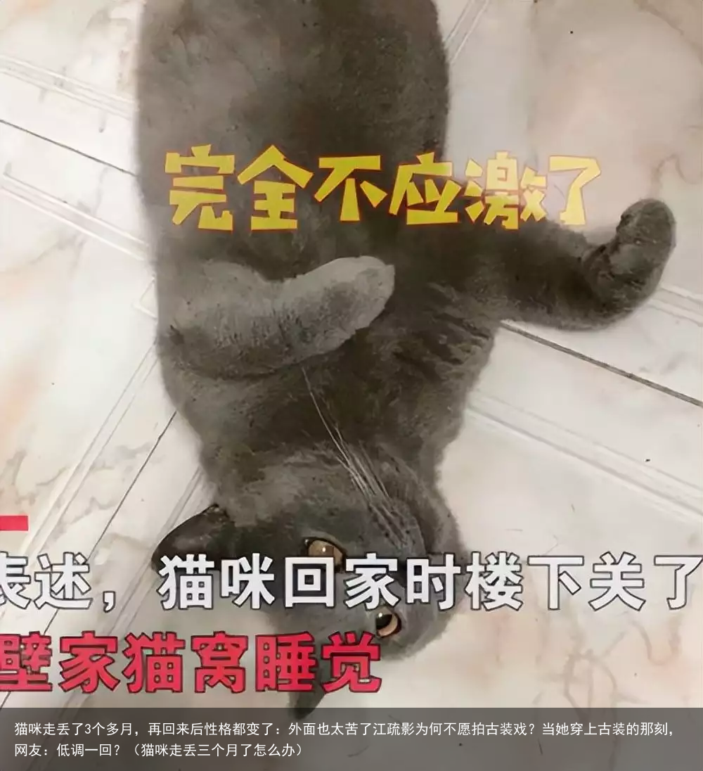 猫咪走丢了3个多月，再回来后性格都变了：外面也太苦了（猫咪走丢三个月了怎么办）