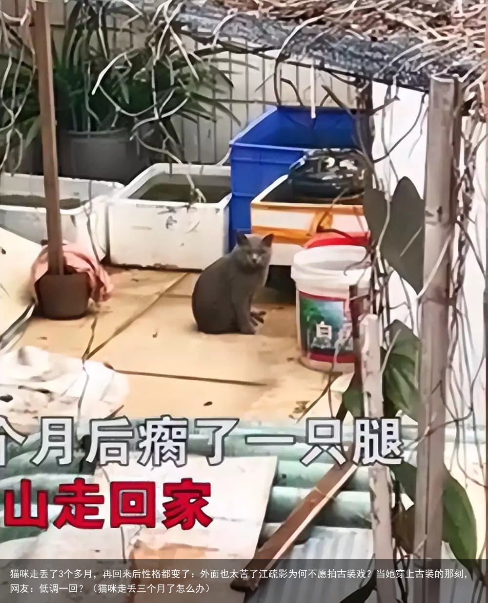 猫咪走丢了3个多月，再回来后性格都变了：外面也太苦了（猫咪走丢三个月了怎么办）