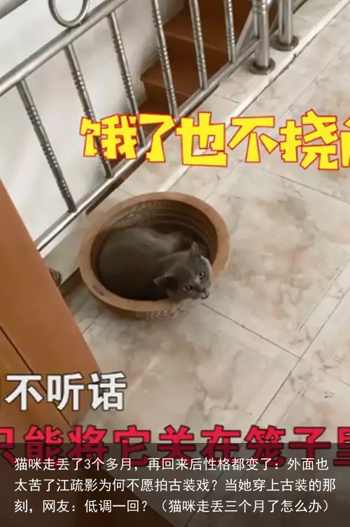 猫咪走丢了3个多月，再回来后性格都变了：外面也太苦了（猫咪走丢三个月了怎么办）