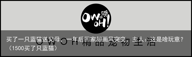 买了一只蓝猫送父母，一年后回家却画风突变，主人：这是啥玩意？（1500买了只蓝猫）