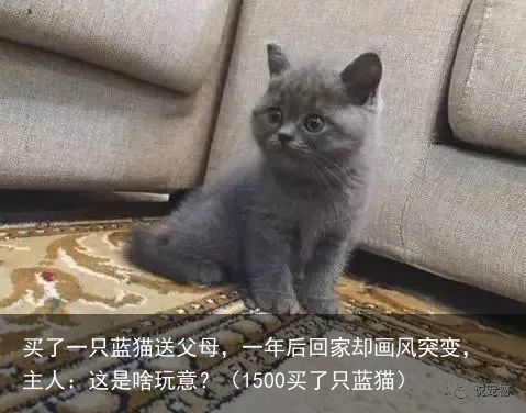 买了一只蓝猫送父母，一年后回家却画风突变，主人：这是啥玩意？（1500买了只蓝猫）
