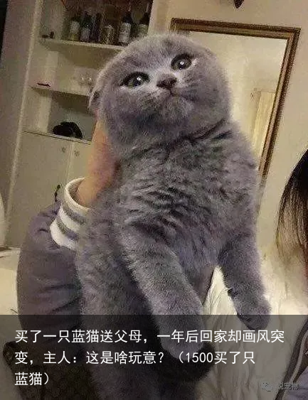 买了一只蓝猫送父母，一年后回家却画风突变，主人：这是啥玩意？（1500买了只蓝猫）