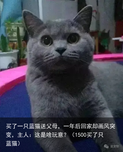 买了一只蓝猫送父母，一年后回家却画风突变，主人：这是啥玩意？（1500买了只蓝猫）
