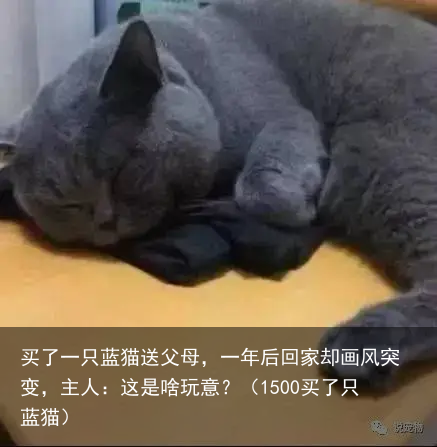 买了一只蓝猫送父母，一年后回家却画风突变，主人：这是啥玩意？（1500买了只蓝猫）