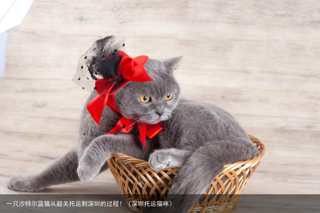 一只沙特尔蓝猫从韶关托运到深圳的过程！（深圳托运猫咪）