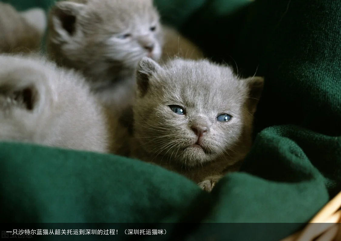 一只沙特尔蓝猫从韶关托运到深圳的过程！（深圳托运猫咪）