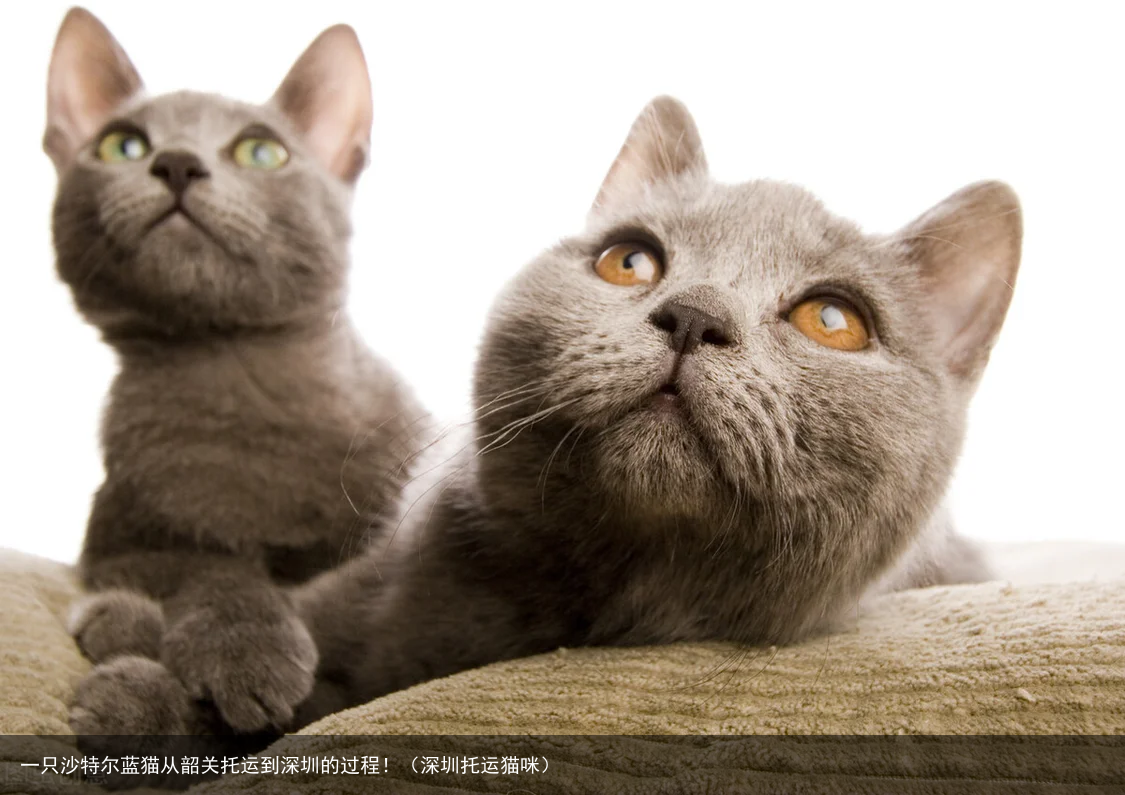 一只沙特尔蓝猫从韶关托运到深圳的过程！（深圳托运猫咪）