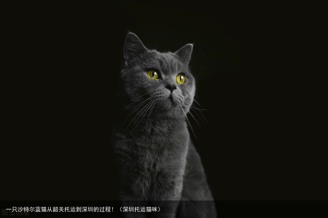 一只沙特尔蓝猫从韶关托运到深圳的过程！（深圳托运猫咪）