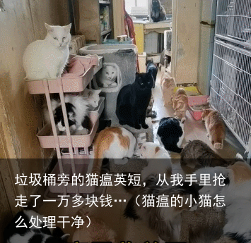 垃圾桶旁的猫瘟英短，从我手里抢走了一万多块钱…（猫瘟的小猫怎么处理干净）