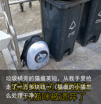 垃圾桶旁的猫瘟英短，从我手里抢走了一万多块钱…（猫瘟的小猫怎么处理干净）