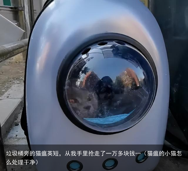 垃圾桶旁的猫瘟英短，从我手里抢走了一万多块钱…（猫瘟的小猫怎么处理干净）