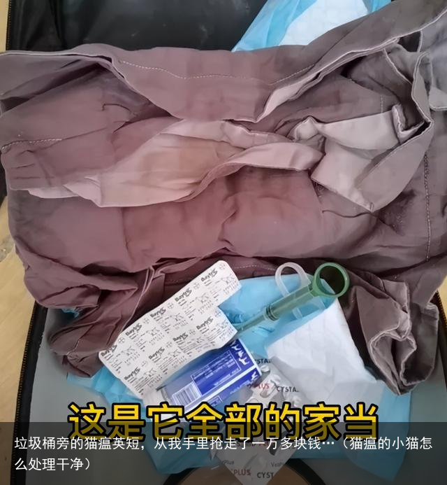 垃圾桶旁的猫瘟英短，从我手里抢走了一万多块钱…（猫瘟的小猫怎么处理干净）