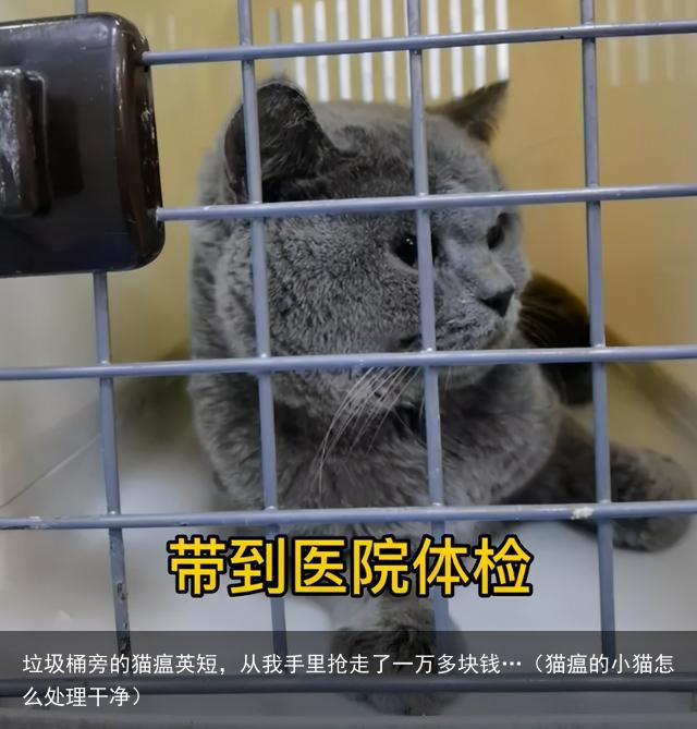 垃圾桶旁的猫瘟英短，从我手里抢走了一万多块钱…（猫瘟的小猫怎么处理干净）