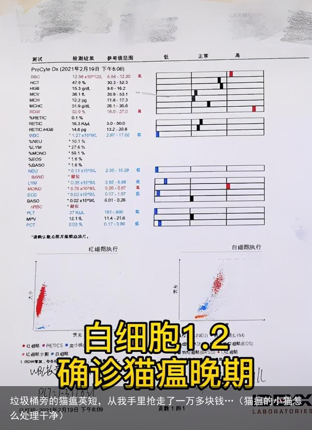 垃圾桶旁的猫瘟英短，从我手里抢走了一万多块钱…（猫瘟的小猫怎么处理干净）