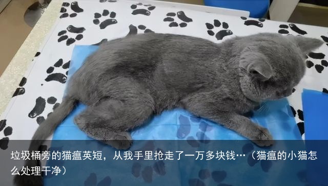 垃圾桶旁的猫瘟英短，从我手里抢走了一万多块钱…（猫瘟的小猫怎么处理干净）