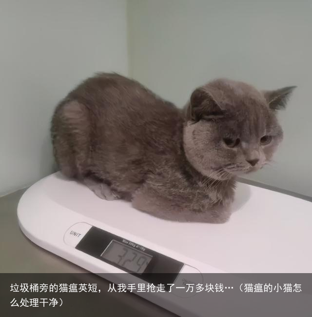 垃圾桶旁的猫瘟英短，从我手里抢走了一万多块钱…（猫瘟的小猫怎么处理干净）