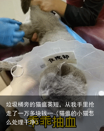 垃圾桶旁的猫瘟英短，从我手里抢走了一万多块钱…（猫瘟的小猫怎么处理干净）