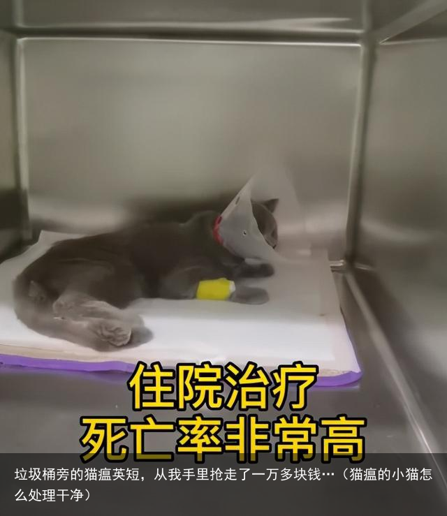 垃圾桶旁的猫瘟英短，从我手里抢走了一万多块钱…（猫瘟的小猫怎么处理干净）