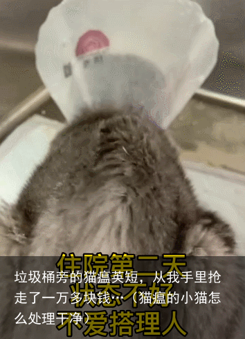 垃圾桶旁的猫瘟英短，从我手里抢走了一万多块钱…（猫瘟的小猫怎么处理干净）
