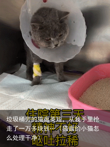 垃圾桶旁的猫瘟英短，从我手里抢走了一万多块钱…（猫瘟的小猫怎么处理干净）