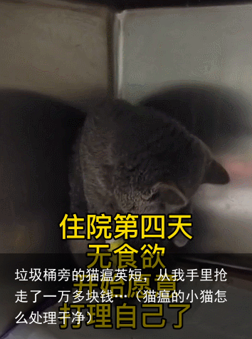 垃圾桶旁的猫瘟英短，从我手里抢走了一万多块钱…（猫瘟的小猫怎么处理干净）