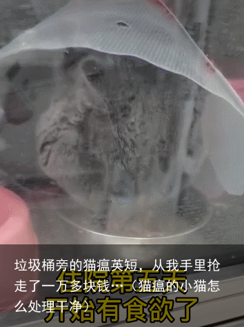 垃圾桶旁的猫瘟英短，从我手里抢走了一万多块钱…（猫瘟的小猫怎么处理干净）