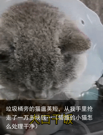 垃圾桶旁的猫瘟英短，从我手里抢走了一万多块钱…（猫瘟的小猫怎么处理干净）