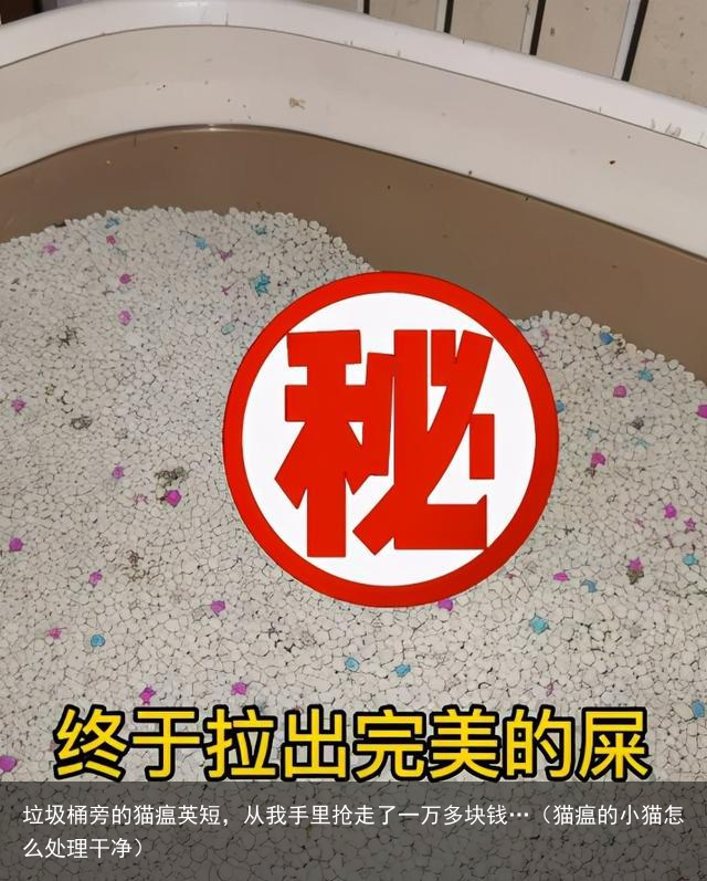 垃圾桶旁的猫瘟英短，从我手里抢走了一万多块钱…（猫瘟的小猫怎么处理干净）
