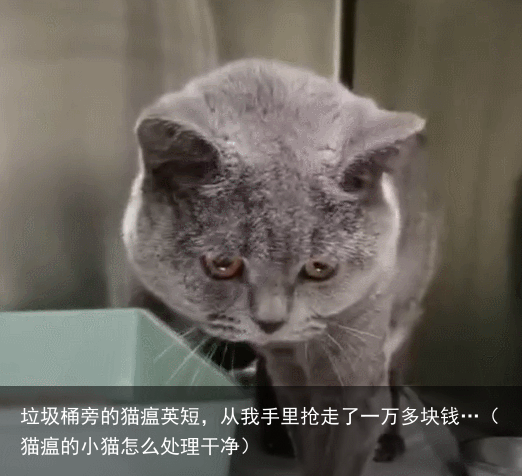 垃圾桶旁的猫瘟英短，从我手里抢走了一万多块钱…（猫瘟的小猫怎么处理干净）
