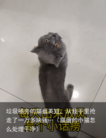 垃圾桶旁的猫瘟英短，从我手里抢走了一万多块钱…（猫瘟的小猫怎么处理干净）